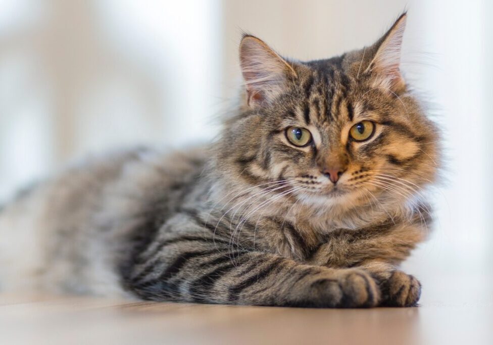 Gray Tabby Cat Lying on White Surface